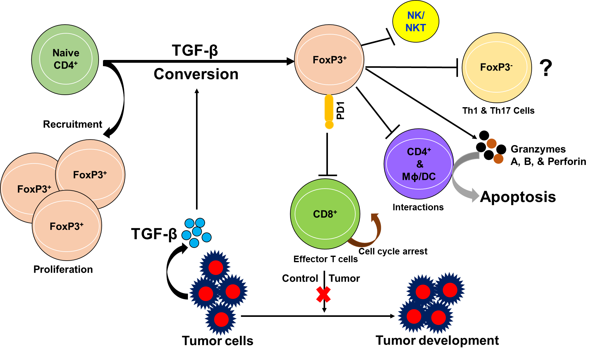 Role of Immune Cells